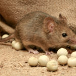 Myš domácí - galerie škůdců